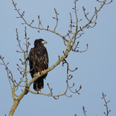 Juvenile Bald Eagle