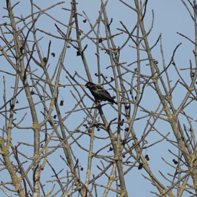 Starling shining among the branches