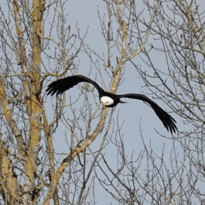 Birds in flight: Eagle