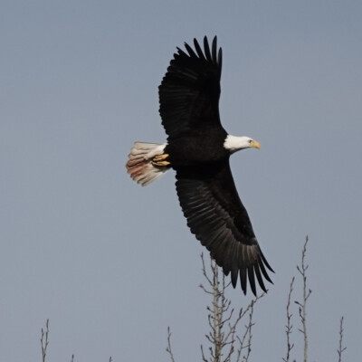 Birds in flight: Eagle