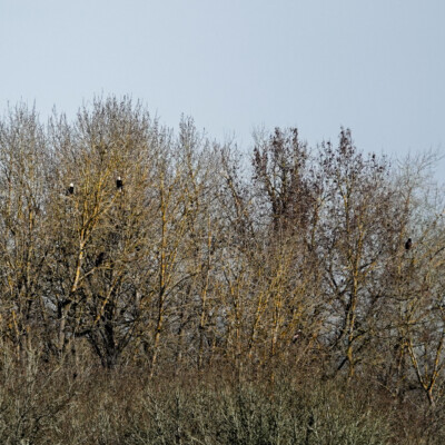 4 eagles in the trees