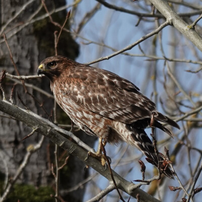 Red-shouldered Hawk