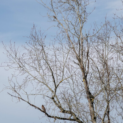 Hawk on a low branch, with a Flicker above and a Robin nextdoor.