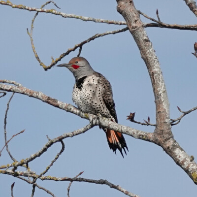 Flicker on a high branch