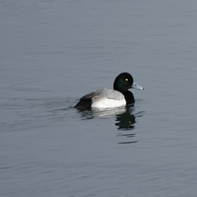 Scaup along the shoreline at Sauvie Island