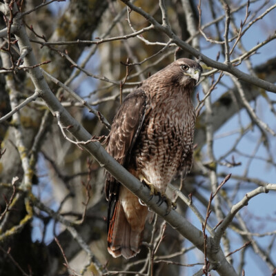 Red Tail Hawk
