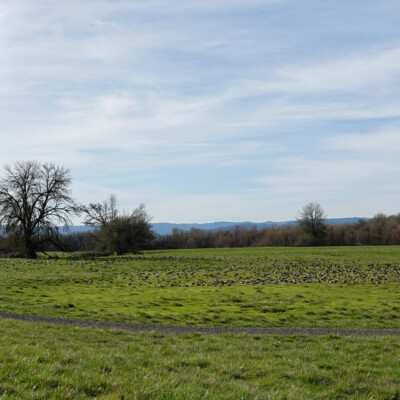 A field of Cackling Geese, grazing and resting