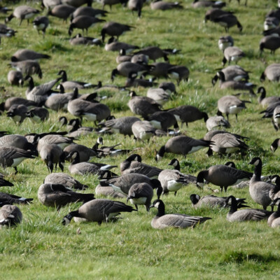 Cackling Geese close-up
