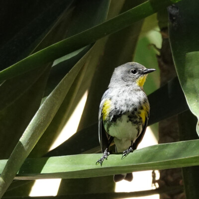 Yellow Rumped Warbler, Guanajuato, Mexico, Winter 2025-26