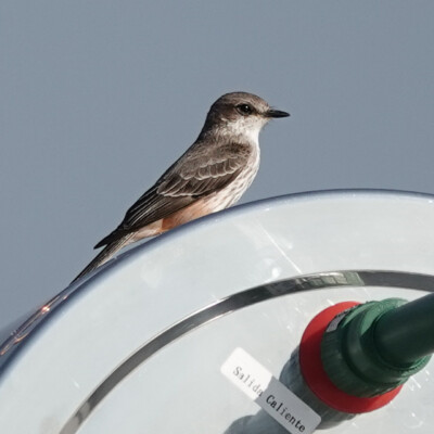 Vermillion Flycatcher (fem), Guanajuato, Mexico, Winter 2025-26