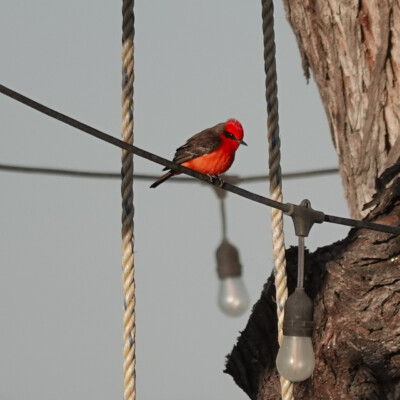 Vermillion Flycatcher, Guanajuato, Mexico, Winter 2025-26