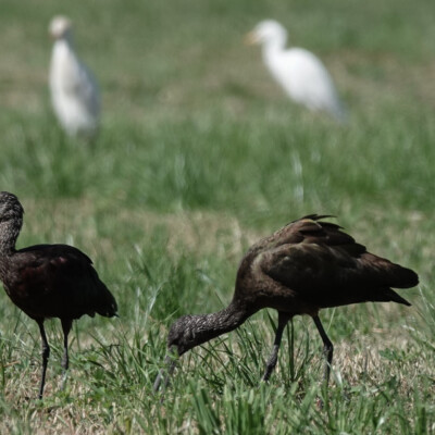 White Faced Ibis, Guanajuato, Mexico, Winter 2025-26