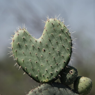 Guanajuato, MX, 2026