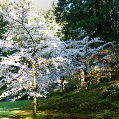 Yoshino Cherry trees in full bloom