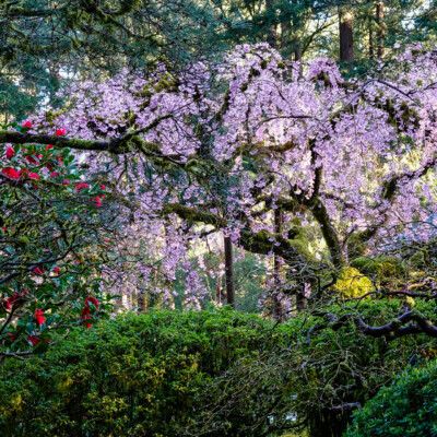 First view of the Weeping Cherry