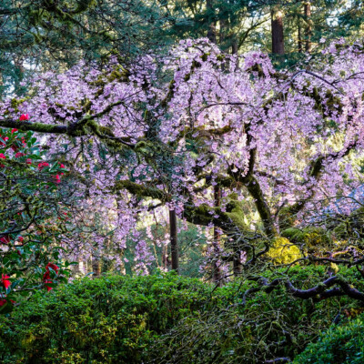 First view of the Weeping Cherry