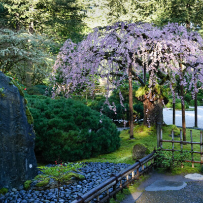 The Weeping Cherry at the Flat Garden