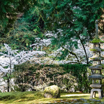 Yoshino Cherry blossoms behind the Pagoda Lantern