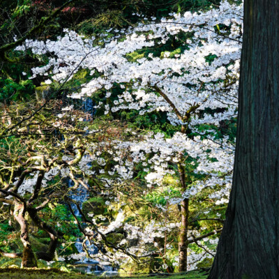 Waterfall behind the cherry blossoms