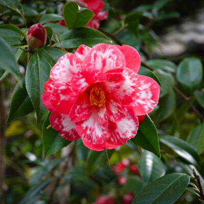Japanese Camellia