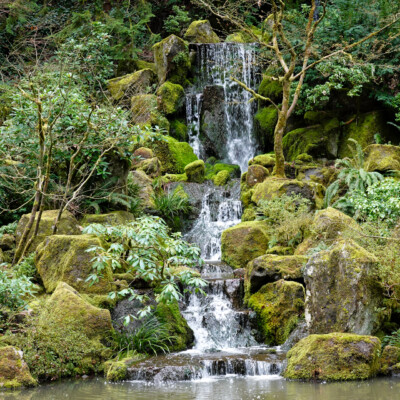 A lush scene at the waterfall