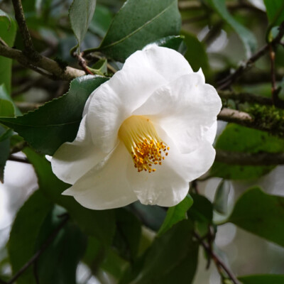 Japanese Camellia