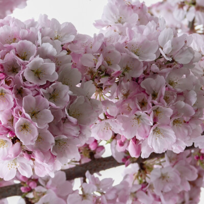 Cherry Blossoms