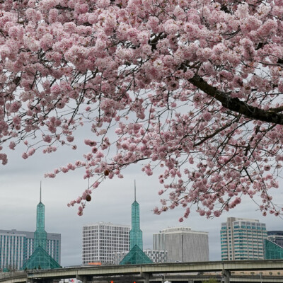 Portland Cherry Blossoms