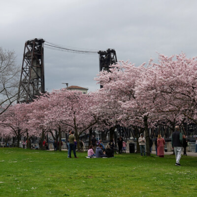 At the Waterfront: cherry blossoms and a beautiful Portland scene on a Spring morning