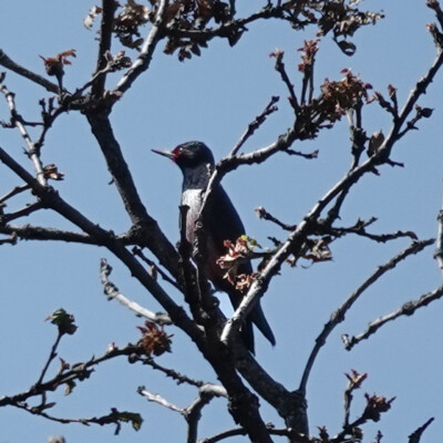 A Lewis' Woodpecker in the high branches, at Catherine Creek, Spring 2026 A Lewis' Woodpecker in the high branches