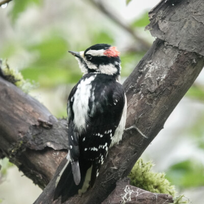 Downy Woodpecker, at Smith&Bybee Wetlands, Spring, 2026 Downy Woodpecker