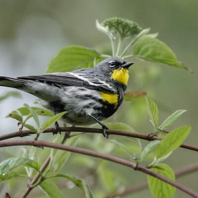 Yellow-rumped Warbler, at Smith&Bybee Wetlands, Spring, 2026 Yellow-rumped Warbler
