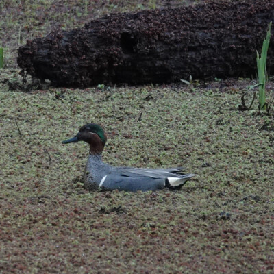 Green-winged Teal, at Smith&Bybee Wetlands, Spring, 2026 Green-winged Teal