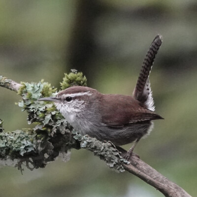 Bewick's Wren, at Smith&Bybee Wetlands, Spring, 2026 Bewick's Wren