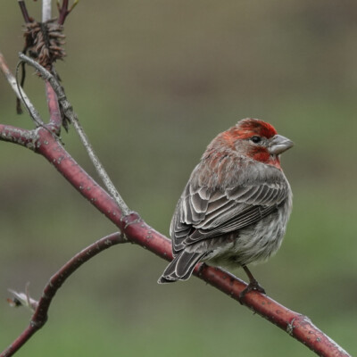 House Finch, at Smith&Bybee Wetlands, Spring, 2026 House Finch