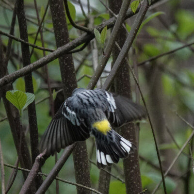 Yellow-rumped Warbler justifying its name, at Smith&Bybee Wetlands, Spring, 2026 Yellow-rumped Warbler justifying its name