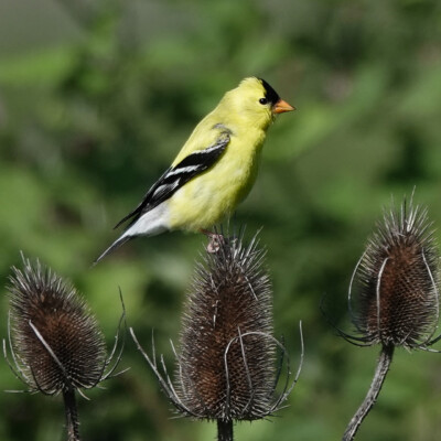 American Goldfinch posing on some teasel at Sauvie Island, Spring 2026 American Goldfinch posing on some teasel
