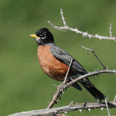 A Robin chased off the wren and took over the thorn perch, on Sauvie Island, Spring 2026 A Robin chased off the wren and took over the thorn perch