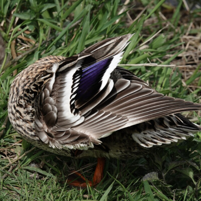 Blue-winged Teal flashing its ID Blue-winged Teal flashing its ID