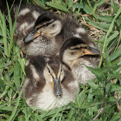 Blue-winged Teal ducklings Blue-winged Teal ducklings