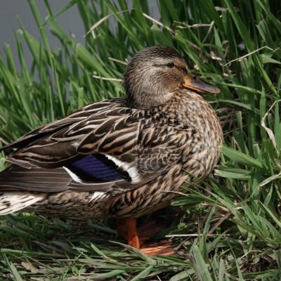 Proud mama Blue-winged Teal Proud mama Blue-winged Teal