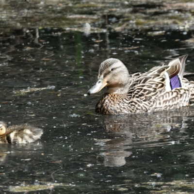 Blue-winged Teal mother and child Blue-winged Teal mother and child