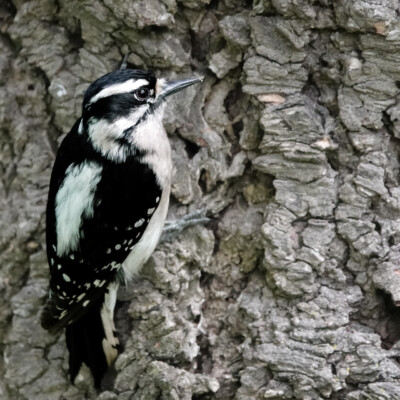 Downy woodpecker Downy woodpecker