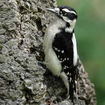 Downy woodpecker Downy woodpecker