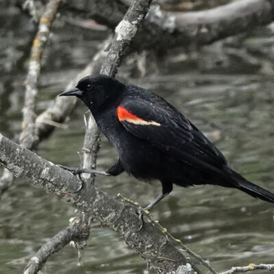 Red-winged Blackbird Red-winged Blackbird