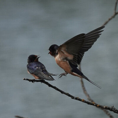 Squabbling Barn Swallows Squabbling Barn Swallows