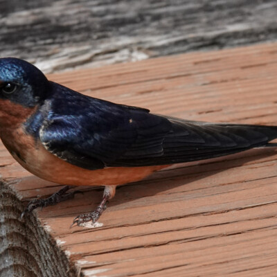 Resting Barn Swallow