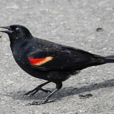 Red-winged Blackbird's turn at lunch Red-winged Blackbird's turn at lunch