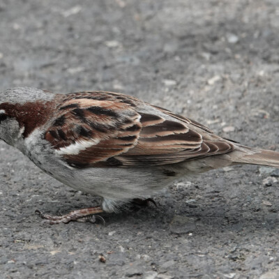 Sparrow at lunch Sparrow at lunch