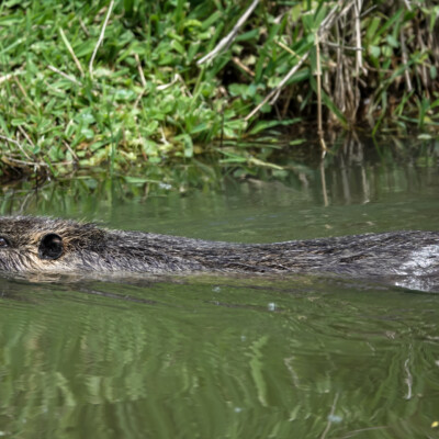 Nutria, no one's favorite rodent Nutria, no one's favorite rodent
